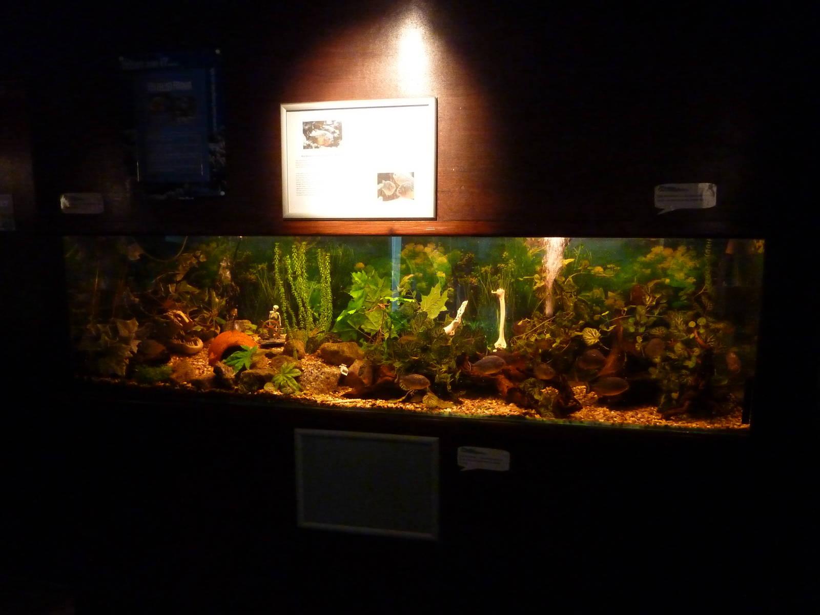 SeaQuarium Clacton Pier - ZooChat
